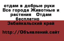 отдам в добрые руки - Все города Животные и растения » Отдам бесплатно   . Забайкальский край